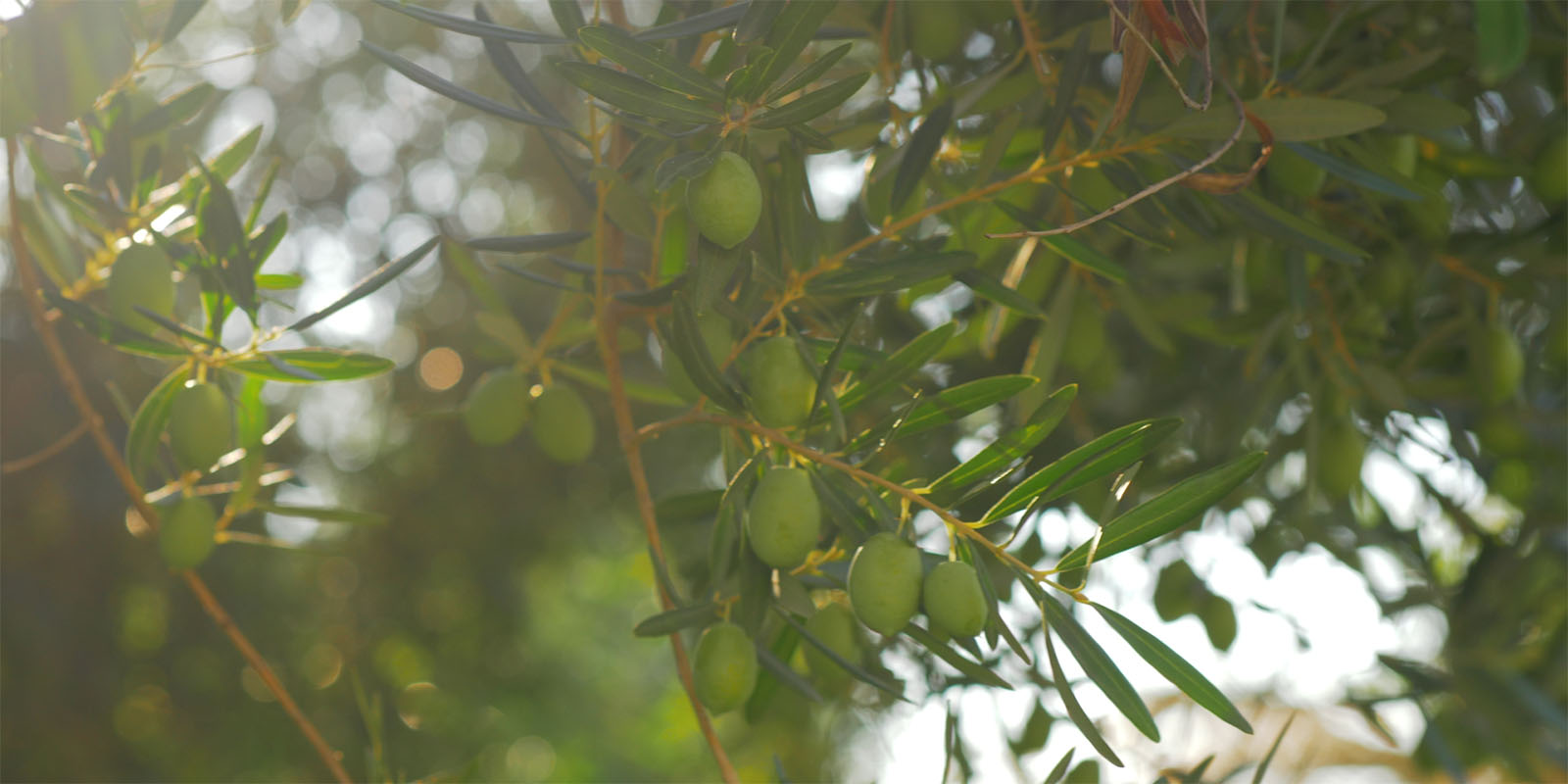 dettaglio oliveto di oliva cultivar coratina