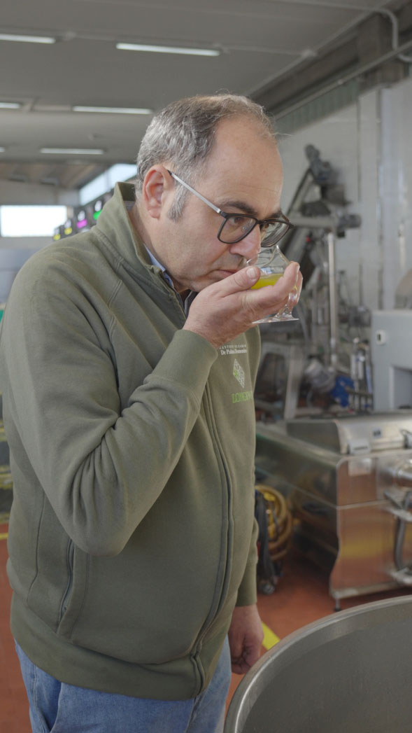 produzione olio di oliva coratina assaggio in frantoio