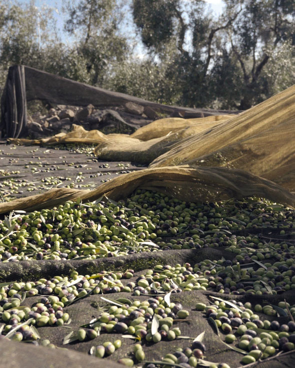 raccolta oliva cultivar coratina in puglia